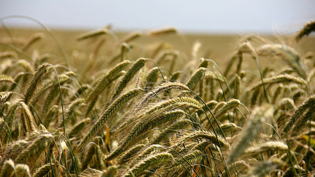 Russland könnte zweites Jahr in Folge größter Weizenexporteur werden