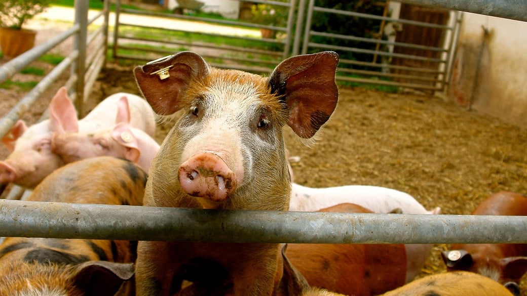 WTO: Importverbot Russlands für Schweine aus der EU nicht rechtens