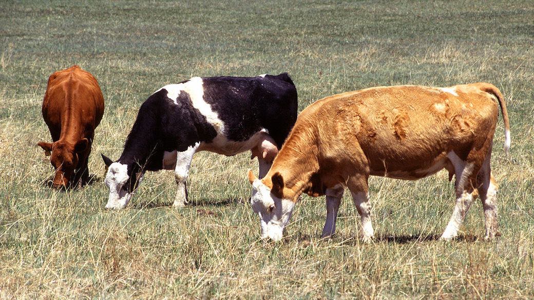US-Investor errichtet Rinderfarm im Gebiet Uljanowsk