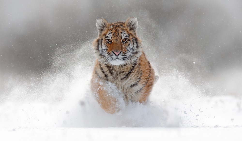 Tiger rennt in Russland durch den Schnee