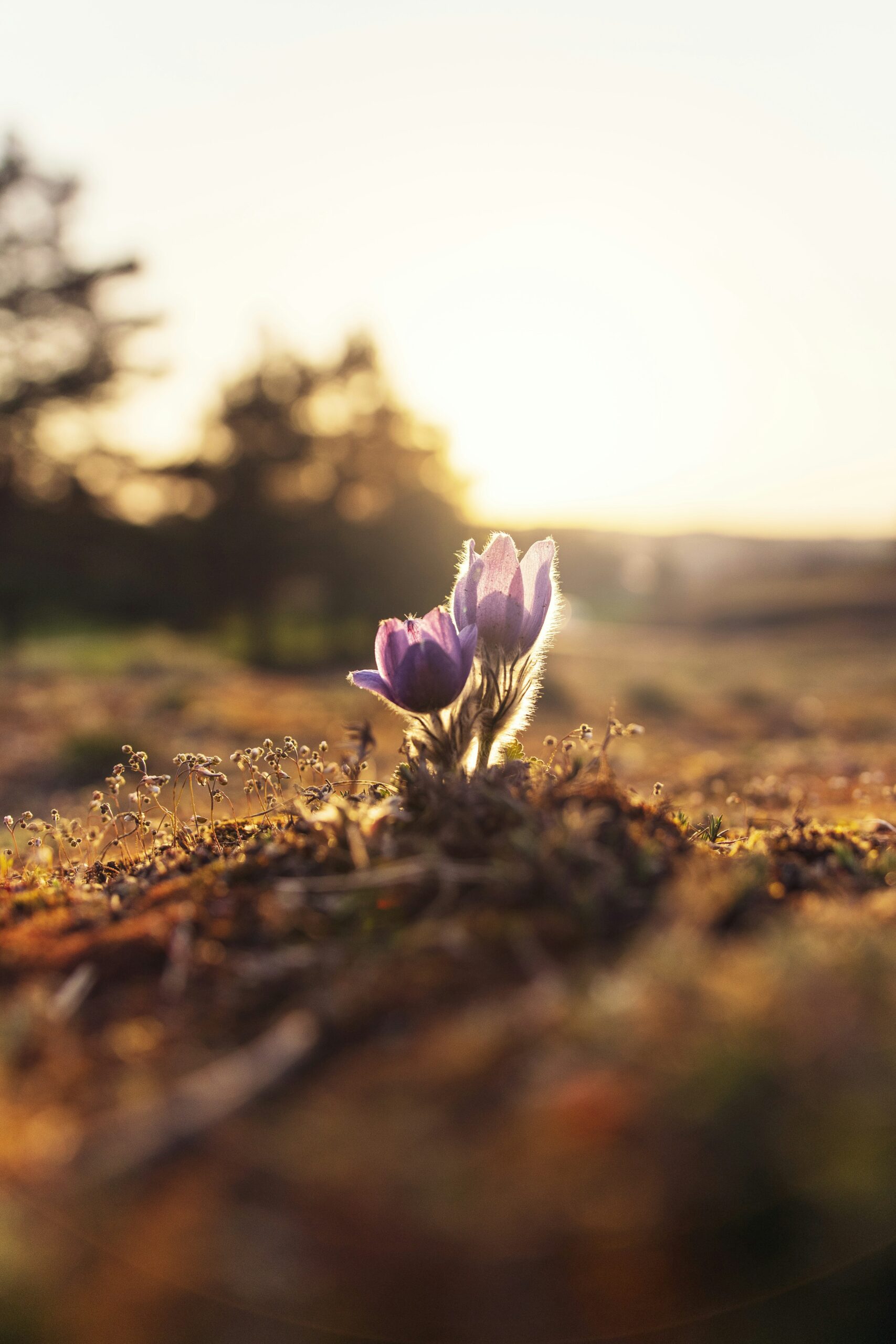 „Frühling in Kiew:  Die Seele eines Landes zwischen Schmerz und Schönheit““